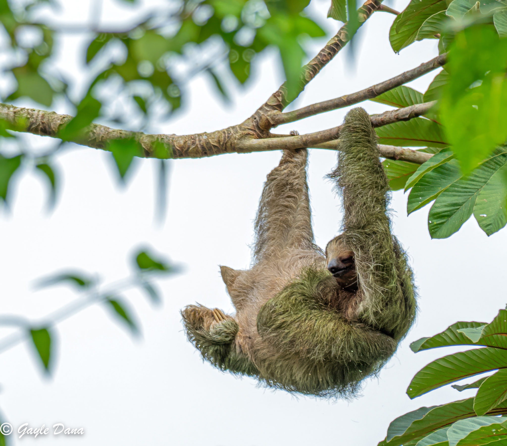 Brown throated Three toed Sloth